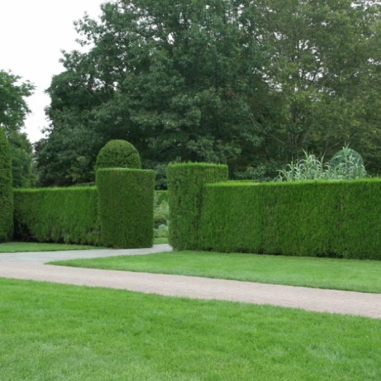 Quelle hauteur maximum pour vos haies et vos arbres: les conseils de l'agence immobilière Désormière & Vanhalst