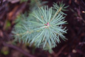 L'agence immobilière Désormière & Vanhalst replante des arbres avec Almighty Tree, ici un pin Douglas