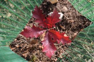 L'agence immobilière Désormière & Vanhalst replante des arbres avec Almighty Tree, ici un chêne rouge