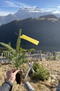 L'agence immobilière Désormière & Vanhalst replante des arbres avec Almighty Tree, ici un Sapin Blanc