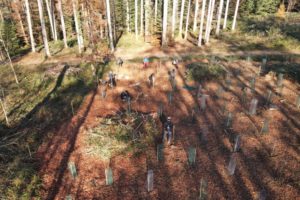 L'agence immobilière Désormière & Vanhalst replante des arbres avec Almighty Tree