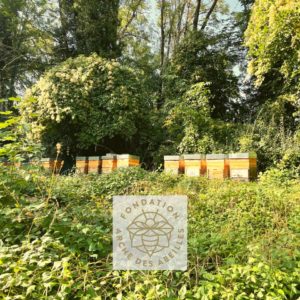 Pour la sauvegarde des abeilles: l'agence immobilière Désormière et Vanhalst parraine une ruche à Troinex