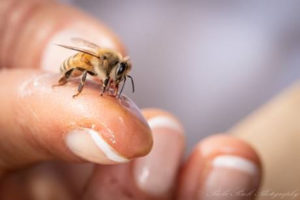 Pour la sauvegarde des abeilles: l'agence immobilière Désormière et Vanhalst parraine la Fondation l'Arche des Abeilles et les Miels de Stéphanie